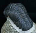 Nicely Prepared Inch Phacops Trilobite #5755-3